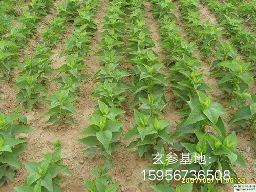 基地直銷改良玄參芽子。白芷種子， 玄參芽子批發(fā)商