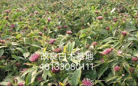 改良白術(shù)芽子，白術(shù)種子，白芷種子，蒼術(shù)種芽，基地自產(chǎn)自銷各種