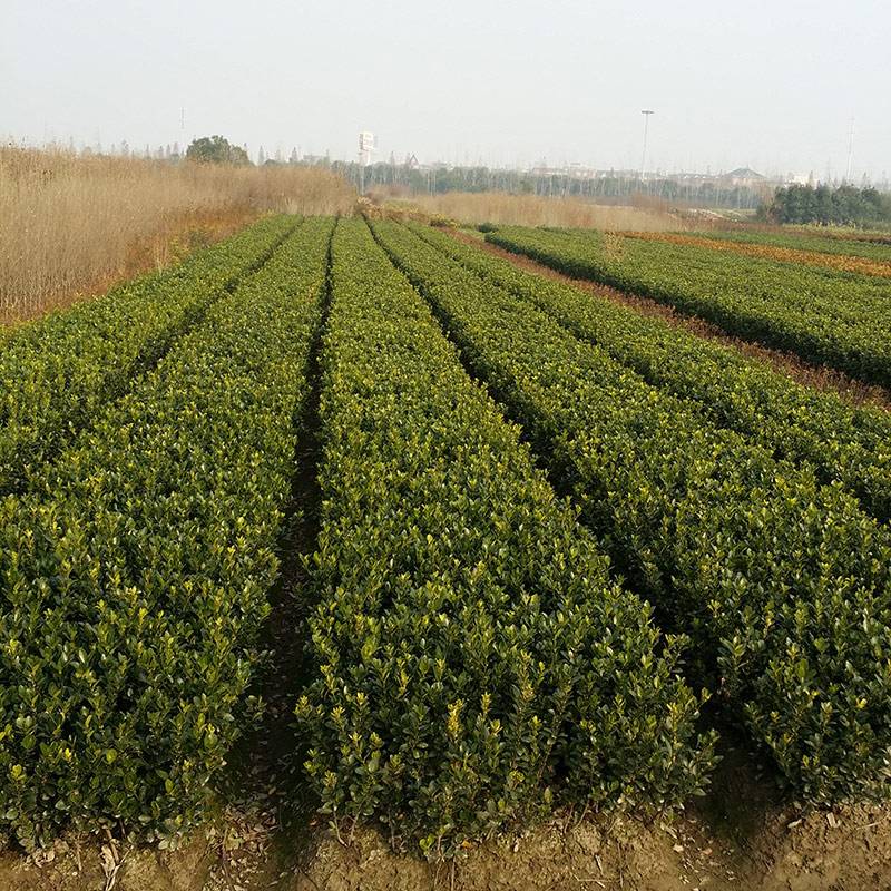 專業(yè)廠區(qū)綠化公司 工廠園林景觀工程