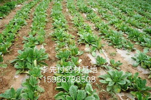 亳州生地芽子價(jià)格，生地經(jīng)濟(jì)效益