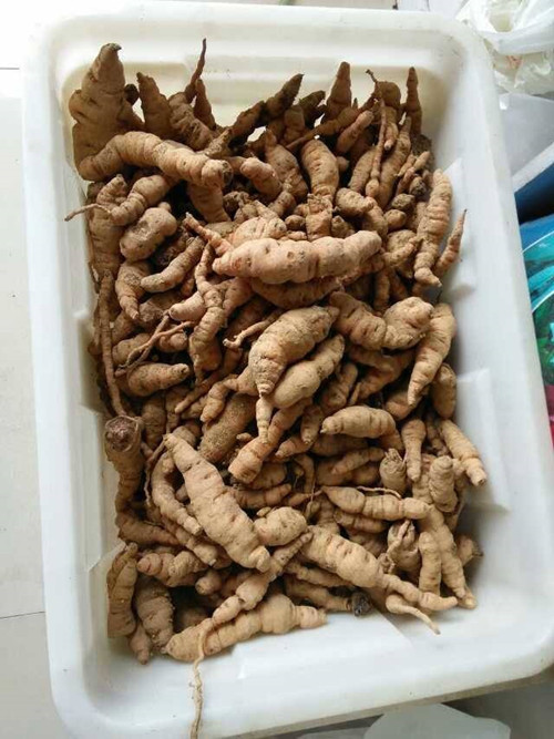 亳州生地芽子價(jià)格，生地經(jīng)濟(jì)效益