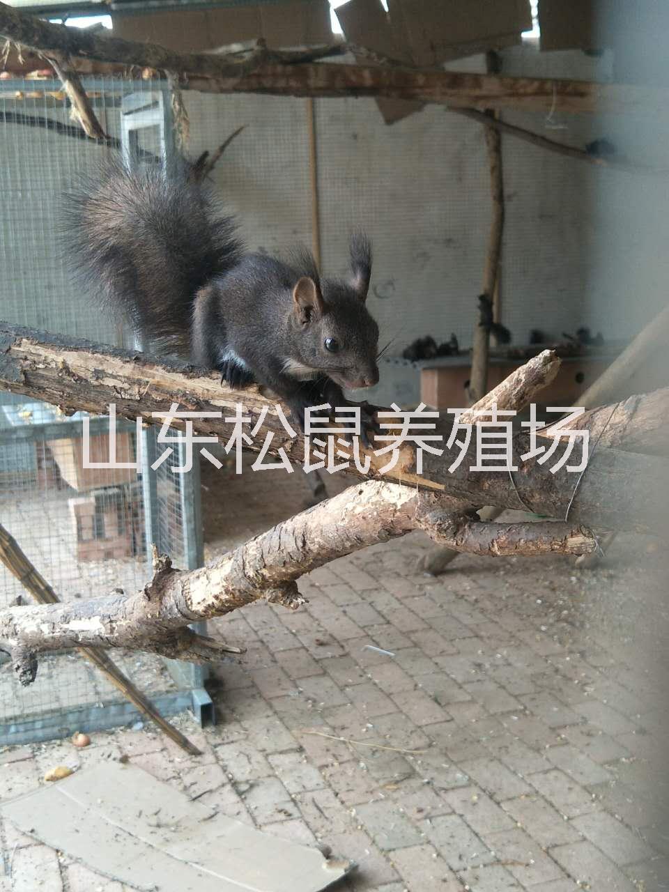 *多少錢(qián)魔王*批發(fā) *養(yǎng)殖哪里有賣魔王*