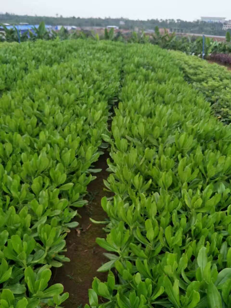 草海桐