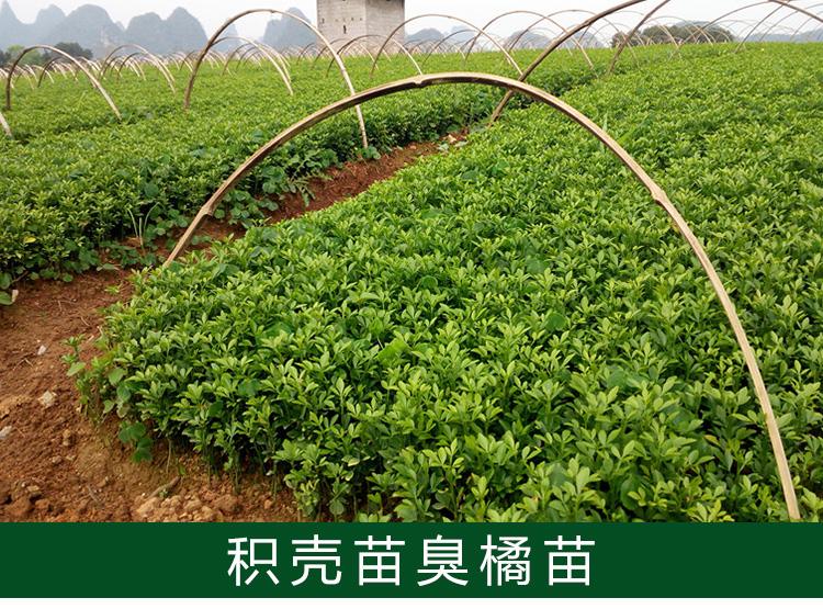 供應(yīng)積殼，積殼優(yōu)質(zhì)供應(yīng)商，桂林積殼供應(yīng) 積殼苗