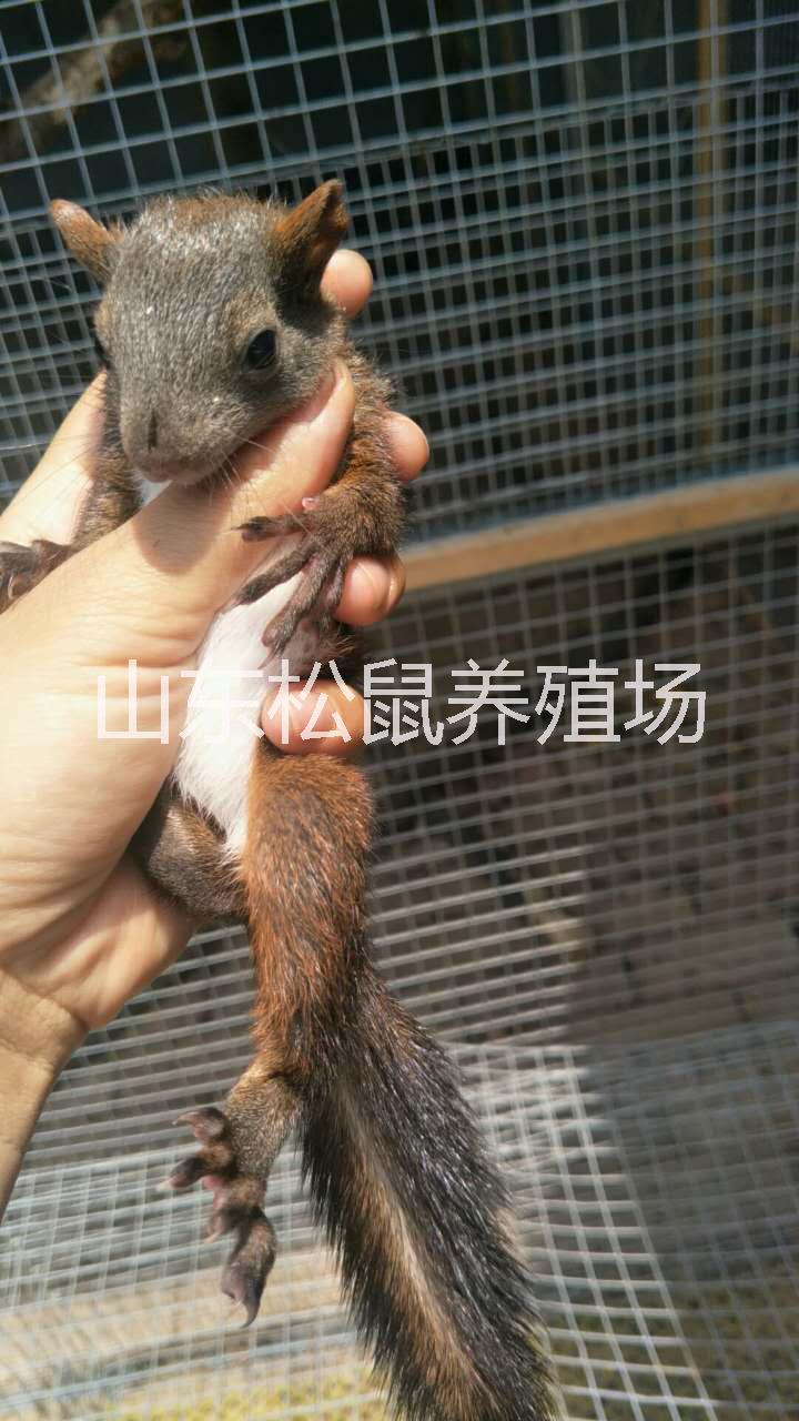 *養(yǎng)殖場魔王*吃什么哪里有賣* *養(yǎng)殖場*養(yǎng)殖
