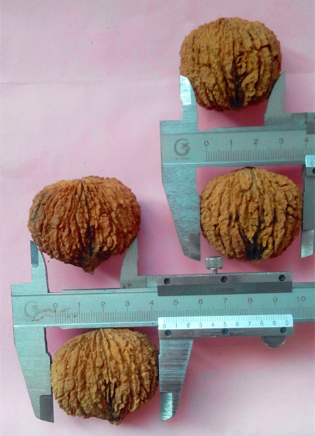 粒徑20-45mm美國猴頭核桃2萬粒清倉甩賣