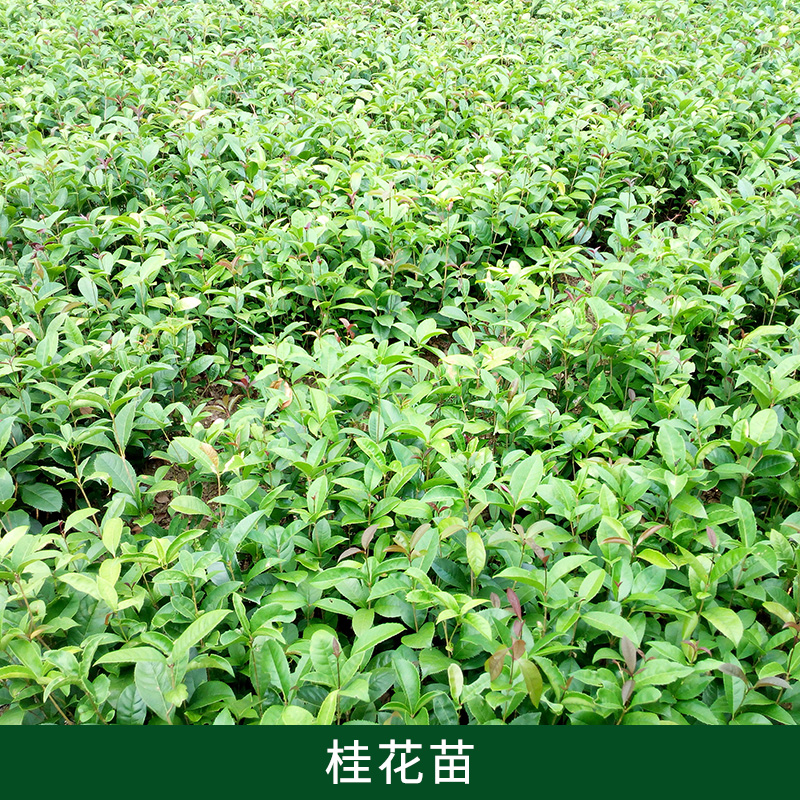 桂花苗出售本苗場(chǎng)現(xiàn)有大量20到150公分高桂花小苗供應(yīng)，全部*處理，適合征地補(bǔ)償種植，根須發(fā)達(dá)，當(dāng)天看苗，第二天裝車