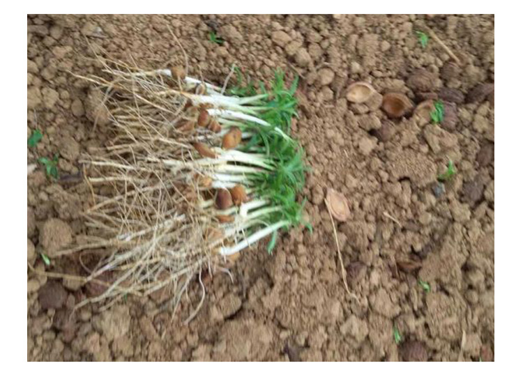 毛桃小苗廠家  毛桃芽苗價格