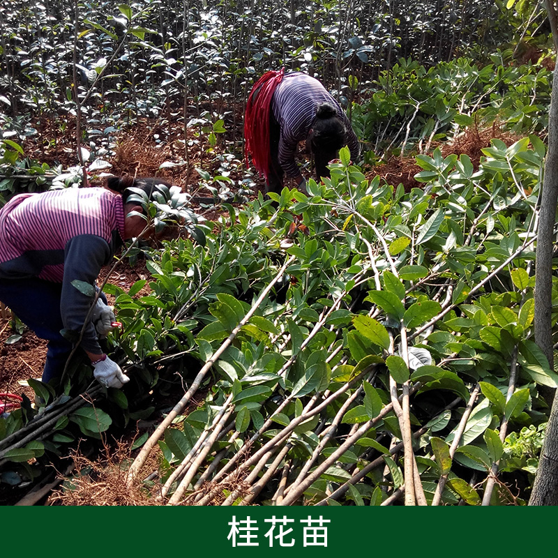 桂花苗出售本苗場(chǎng)現(xiàn)有大量20到150公分高桂花小苗供應(yīng)，全部*處理，適合征地補(bǔ)償種植，根須發(fā)達(dá)，當(dāng)天看苗，第二天裝車
