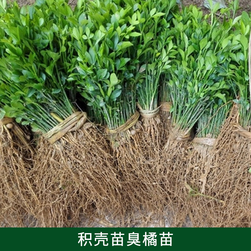 供應(yīng)積殼，積殼優(yōu)質(zhì)供應(yīng)商，桂林積殼供應(yīng) 積殼苗