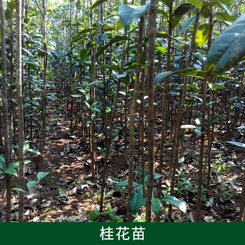 桂花苗出售本苗場(chǎng)現(xiàn)有大量20到150公分高桂花小苗供應(yīng)，全部*處理，適合征地補(bǔ)償種植，根須發(fā)達(dá)，當(dāng)天看苗，第二天裝車