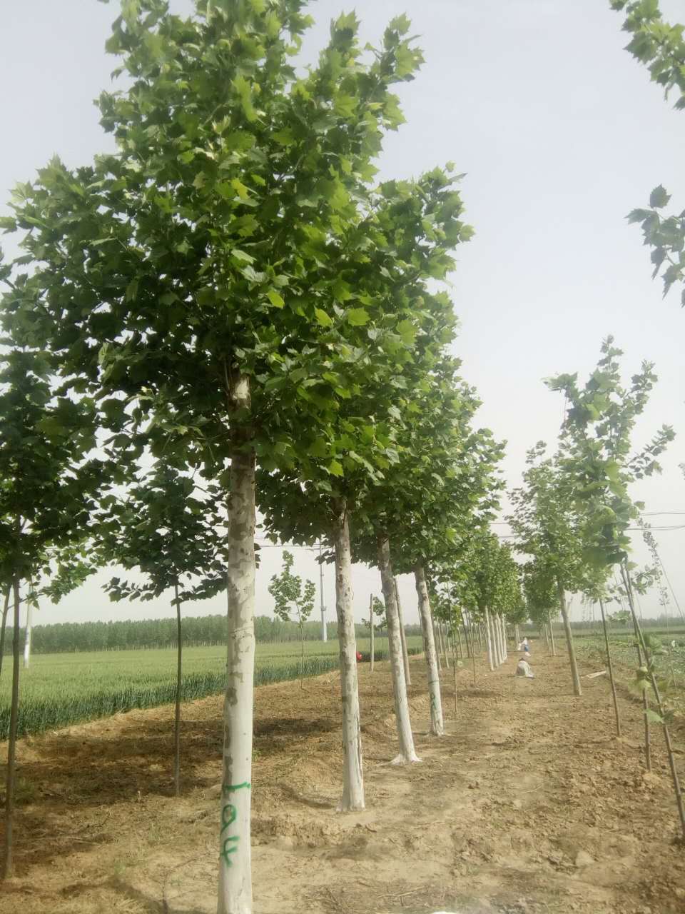 8-15公分速生法桐2年冠 廠家大量銷售法桐