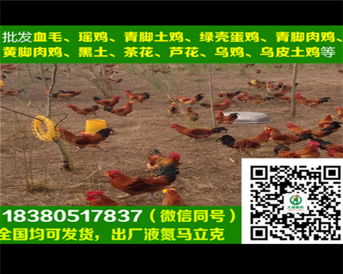 福泉雛雞苗批發(fā)商，雛雞苗雞舍搭建