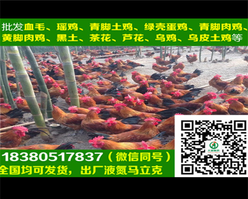 銅仁土雞2號雞苗廠家直銷，土雞2號雞苗產(chǎn)蛋管理