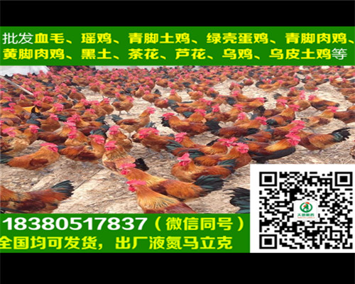 西安血毛土雞苗育雛基地，血毛土雞苗疫苗注射