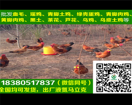 延安蛋雞苗代理商，蛋雞苗養(yǎng)殖技術(shù)