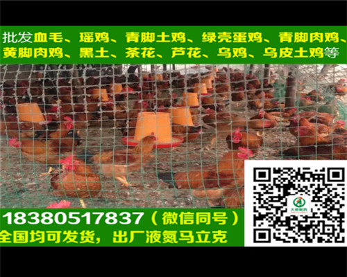 西安血毛土雞苗育雛基地，血毛土雞苗疫苗注射