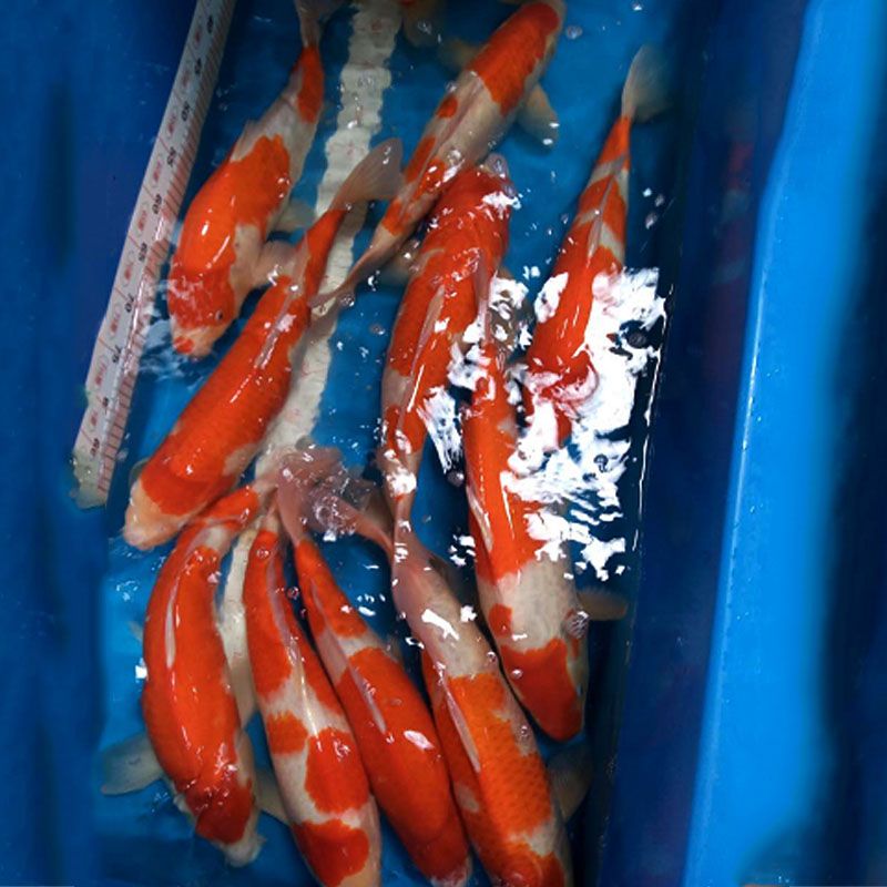 日本錦鯉白寫 魚活體