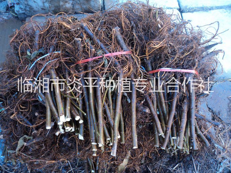 無花果樹苗