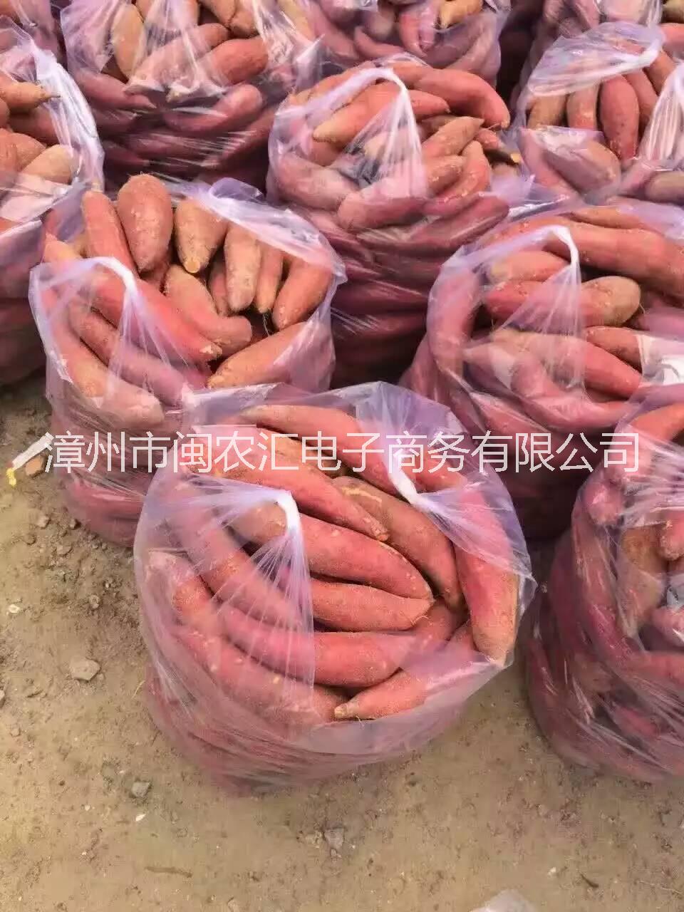 六鰲紅蜜薯紅心地瓜赤沙地 福建六鰲紅蜜薯紅心地瓜赤沙地瓜 福建六鰲紅蜜薯紅心地瓜新鮮紅薯農(nóng)