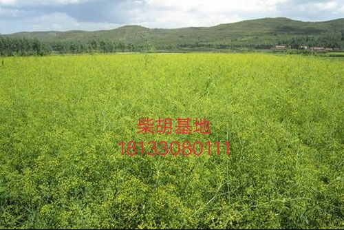 柴胡種植經(jīng)濟(jì)效益，白芷種植經(jīng)濟(jì)效益， 柴胡種植價(jià)格