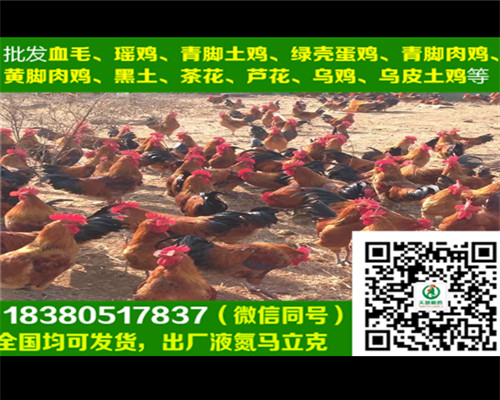錦州淮南王土雞代理商，淮南王土雞喂養(yǎng) 長(zhǎng)春麻羽綠殼蛋雞苗
