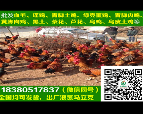 包頭快大烏雞苗養(yǎng)殖基地，快大烏雞苗飼養(yǎng)