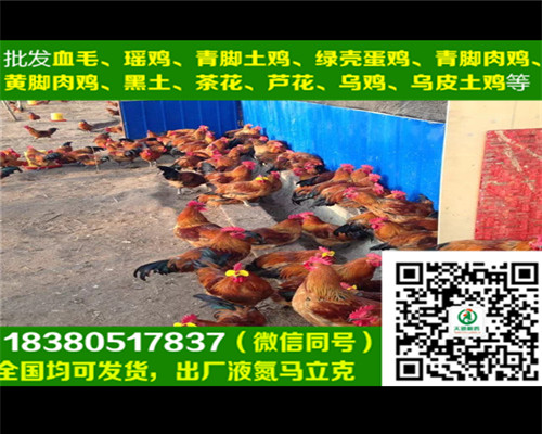 濟(jì)南雞苗銷售商，雞苗飼養(yǎng)