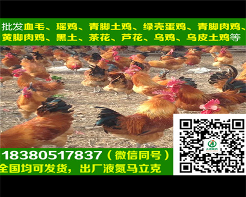 濟(jì)南雞苗銷售商，雞苗飼養(yǎng)