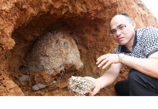 平價廣州防白蟻公司除四害公司滅蚊 廣州防白蟻公司除四害公司滅蚊滅鼠