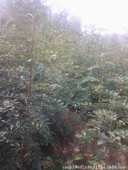 貴州花椒樹基地 貴州優(yōu)質(zhì)花椒樹基地 貴州優(yōu)質(zhì)花椒樹基地價(jià)格 貴州優(yōu)質(zhì)花椒樹基地哪家好 貴州優(yōu)質(zhì)花椒樹基地供應(yīng)商