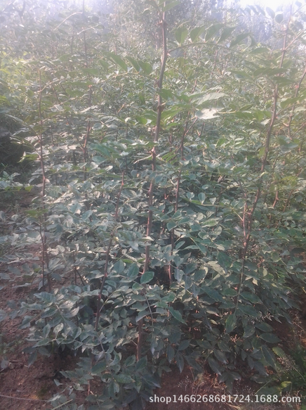 貴州優(yōu)質(zhì)花椒樹供應(yīng)商 貴州優(yōu)質(zhì)花椒樹供應(yīng)商基地 貴州優(yōu)質(zhì)花椒樹供應(yīng)商報(bào)價(jià) 貴州優(yōu)質(zhì)花椒樹供應(yīng)商哪家好 貴州優(yōu)質(zhì)花椒樹供