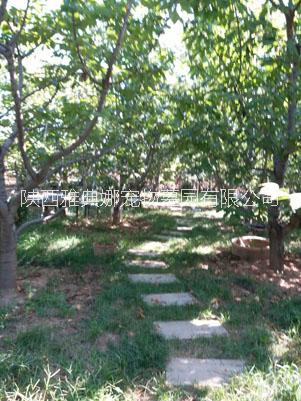 狗狗去世了怎么處理？雅典娜寵物墓園