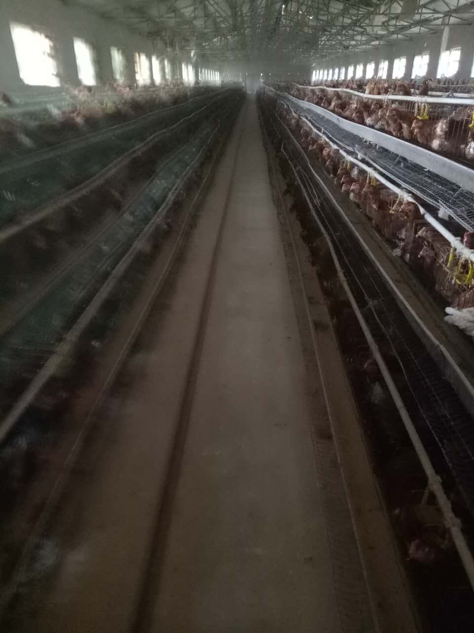 萬榮縣雞蛋銷售  蛋雞養(yǎng)殖