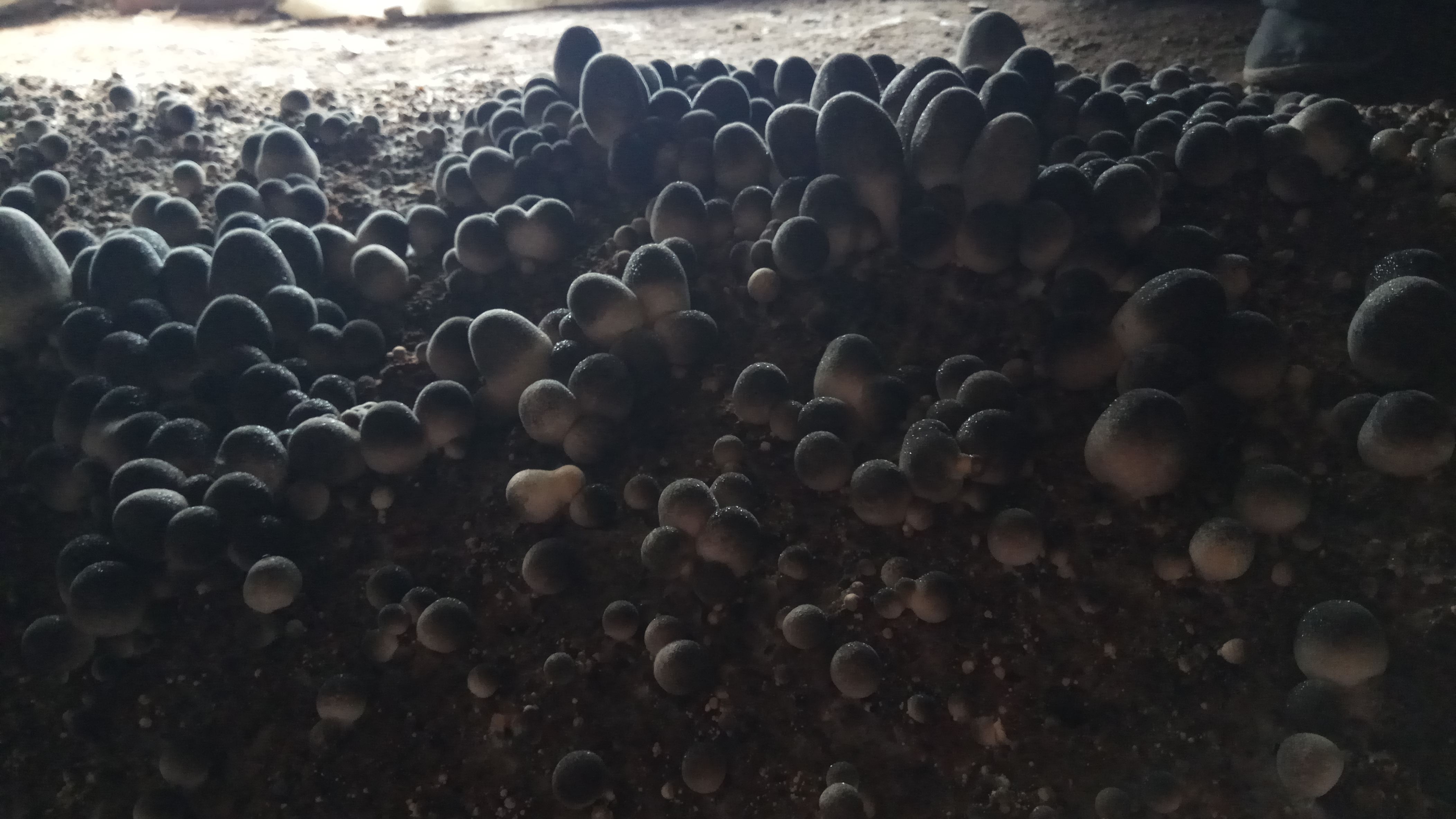 大量供應(yīng)草菇菌種草菇技術(shù)資料