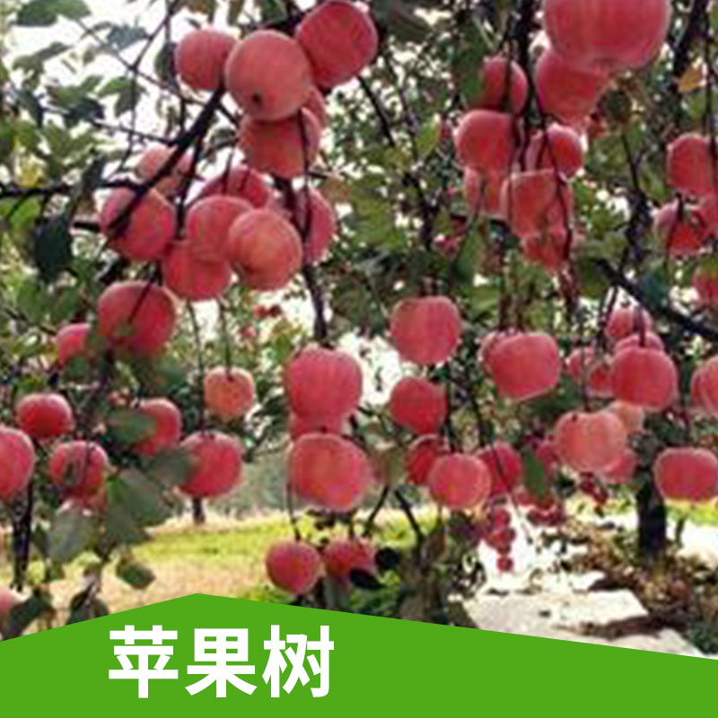 山西運城蘋果樹 產(chǎn)量高 成活率高 *南方特有品種