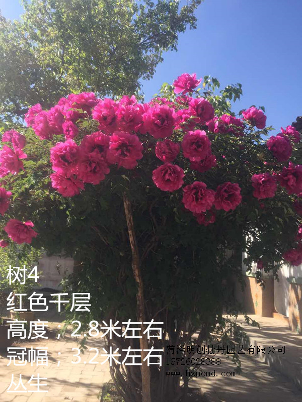 哪里的牡丹便宜 哪里的牡丹好 哪里有承建牡丹園的公司 哪里的觀賞牡丹好 觀賞牡丹 觀賞芍藥批發(fā)基地