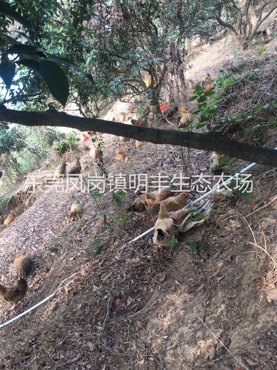 東莞散養(yǎng)土雞經銷商 農家雞批發(fā) 供應農家雞 果園走地雞 東莞走地雞養(yǎng)殖戶