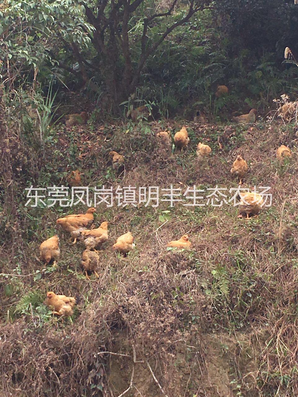 深圳散養(yǎng)土雞經(jīng)銷商 果園農(nóng)家雞批發(fā) 農(nóng)家雞，走地雞 果園散養(yǎng)土雞