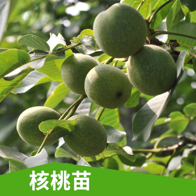 大量批發(fā) 核桃苗出售  新品種薄皮 樹苗當(dāng)年結(jié)果嫁接核桃