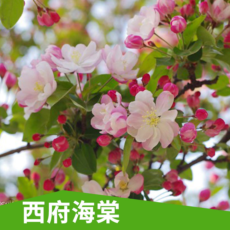 特價(jià)銷售 年宵花卉 西府海棠 盆栽花卉 花期長 優(yōu)質(zhì)品種