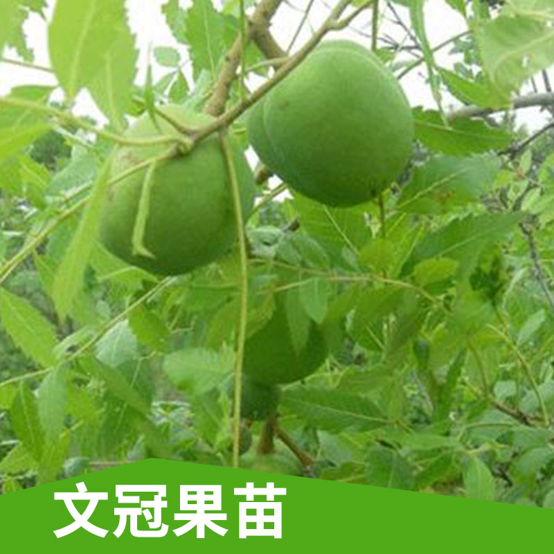 批發(fā)供應(yīng)喬木類 文冠果苗 庭院工程綠化苗木 量大優(yōu)惠