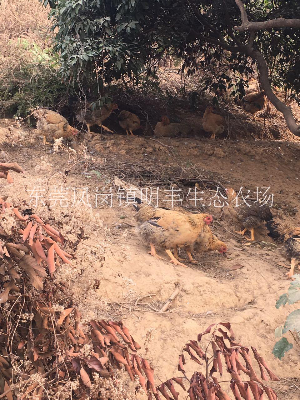 深圳散養(yǎng)土雞經(jīng)銷商 果園農(nóng)家雞批發(fā) 農(nóng)家雞，走地雞