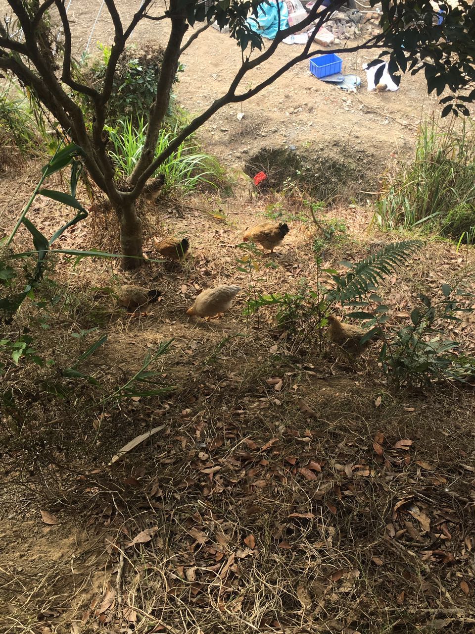 東莞農(nóng)家走地雞批發(fā) 東莞農(nóng)家走地雞銷售 東莞農(nóng)家走地雞銷售價格 東莞農(nóng)家走地雞供應(yīng)商