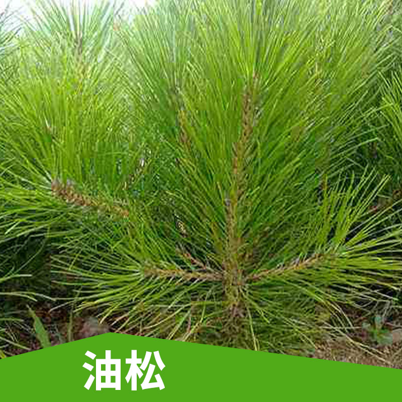 運城油松苗種植 山西油松苗價格 山西營養(yǎng)杯油松苗