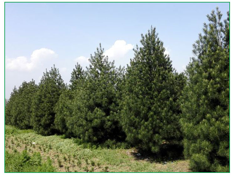 白皮松，山西白皮松價(jià)格，山西白皮松批發(fā)，山西白皮松基地