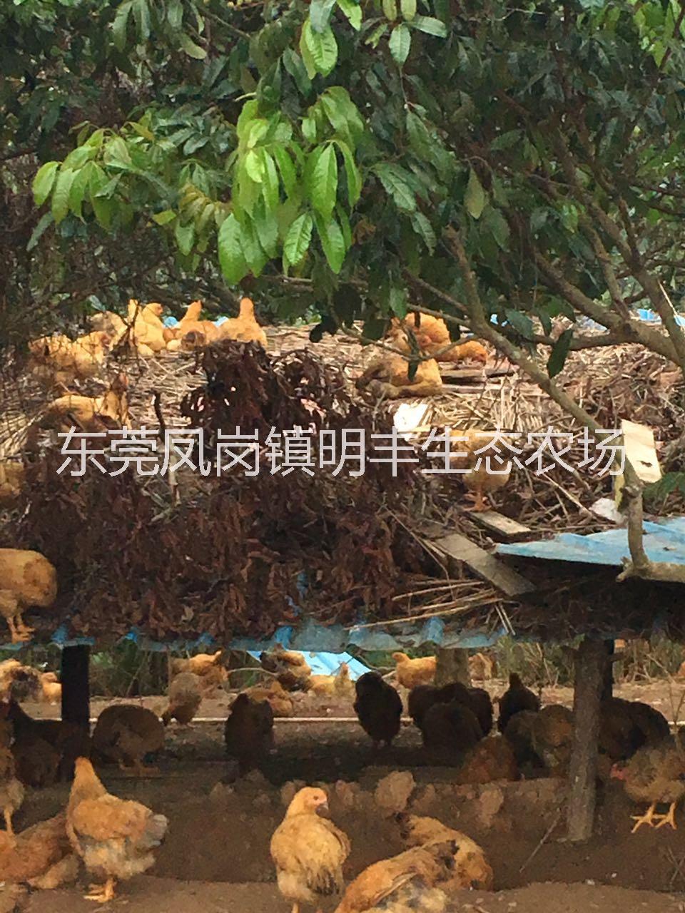 深圳散養(yǎng)土雞經(jīng)銷商 果園農(nóng)家雞批發(fā) 農(nóng)家雞，走地雞