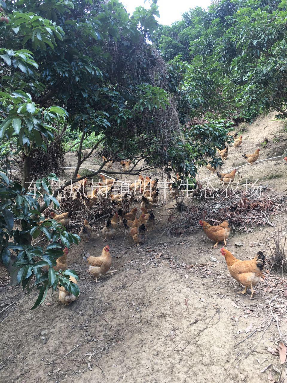 東莞農(nóng)家散養(yǎng)土雞銷售電話 東莞農(nóng)家散養(yǎng)土雞批發(fā) 東莞農(nóng)家散養(yǎng)土雞供應(yīng)商 東莞農(nóng)家散養(yǎng)土雞價(jià)格