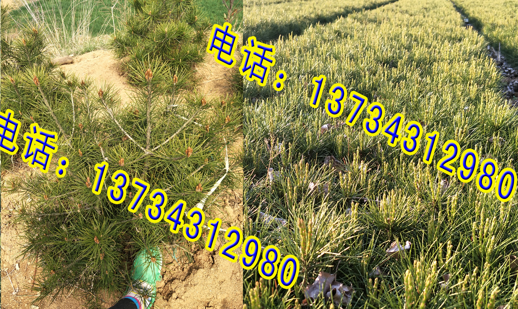 山東白皮松小苗出售優(yōu)惠價(jià)格 一級(jí)白皮松 占地白皮松小苗出售