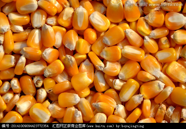 九江糧貿(mào)15279215077收購玉米10000噸 糧食 糧食收購